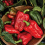 Sweet Pepper 'Great Stuff' F1 - Seeds