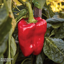 Sweet Pepper 'Great Stuff' F1 - Seeds