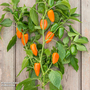 Sweet Pepper 'Hamik' - Seeds