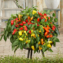 Sweet Pepper 'Peppers from Heaven Trio' F1 - Seeds