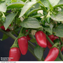 Chilli Pepper 'Jalapeno'