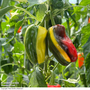 Sweet Pepper 'Jester' F1 - Seeds