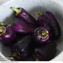 Sweet Pepper 'Lila Purple'