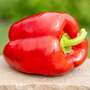 Sweet Pepper 'Paragon' - Seeds
