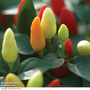 Chilli Pepper 'Prairie Fire' (Hot) - Seeds