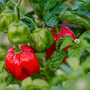 Chilli Pepper 'Scotch Bonnet Red' - Veg Saver Seeds