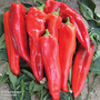 Sweet Pepper 'Thor' F1 Hybrid - Seeds