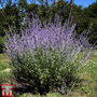 Perovskia 'Blue Spire'