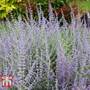 Perovskia atriplicifolia 'Silvery Blue'