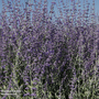 Perovskia atriplicifolia 'Little Spire'