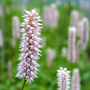 Persicaria amphibia (Deep water aquatic or bog garden)