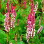 Persicaria affinis 'Darjeeling Red'
