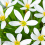 Zephyranthes candida (Marginal Aquatic)