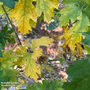 Biological Control - Whitefly Killer Cards