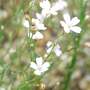 Petrorhagia saxifraga