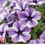 Petunia 'Sweetunia Starfish'