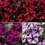 Petunia 'Sweetunia' Trio