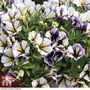 Petunia 'Blueberry Muffin' (Peppy Series)