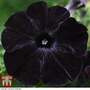 Petunia 'Back to Black'