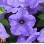 Petunia 'Evening Scentsation'