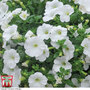 Petunia 'Trailing Surfinia White'