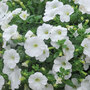 Petunia 'Trailing Surfinia White'