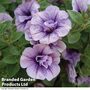 Petunia 'Priscilla'