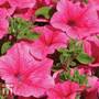 Petunia 'Trailing Surfinia Hot Pink'