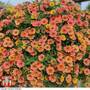 Petunia 'Peach Sundae'