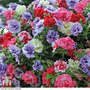 Petunia 'Frills & Spills'™ Mixed' Pre-Planted Basket