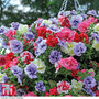 Petunia 'Frills & Spills'™ Mixed' Pre-Planted Basket