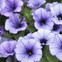 Petunia Trailing 'Blue Vein'