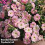 Petunia hybrida 'Alenka' F1 - Seeds