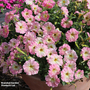 Petunia hybrida 'Alenka' F1 - Seeds