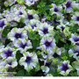 Petunia 'Amazonas Plum Cockatoo'