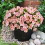 Petunia 'Amore Pink Princess'