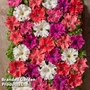 Petunia 'Aphrodite Mix' F1 Hybrid - Seeds