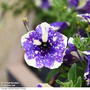 Petunia 'Blueberry Sky'