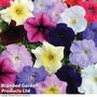 Petunia 'Colour Parade' F1 Hybrid - Seeds