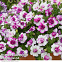 Petunia 'Tumbelina Nicola'