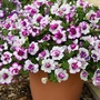 Petunia 'Tumbelina Nicola'