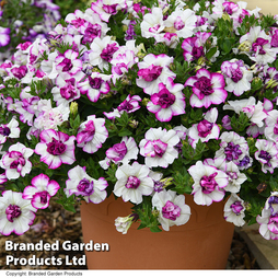 Petunia 'Tumbelina Nicola'