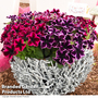 Petunia 'Cosmic Duo'