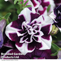 Petunia 'Frills & Spills? Damson Ripple'