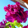 Petunia grandiflora 'Double Cascade Burgundy Plum Vein' F1 Hybrid - Seeds