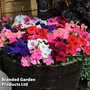 Petunia 'Express Mixed'