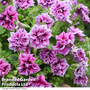 Petunia 'Frills & Spills Francesca'