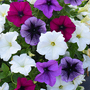 Petunia Giant Collection