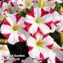 Petunia 'Amore™ King of Hearts'