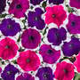 Petunia 'Mistral Picotee Mix' F1 - Seeds